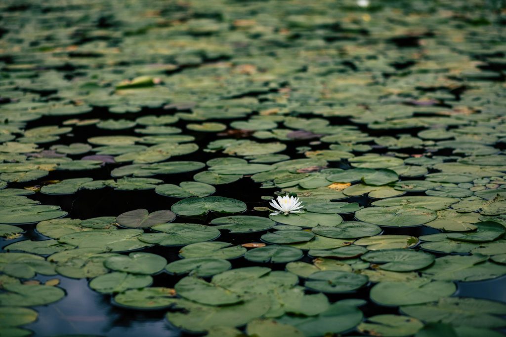 waterornamenten tuin waterornamenten tuin