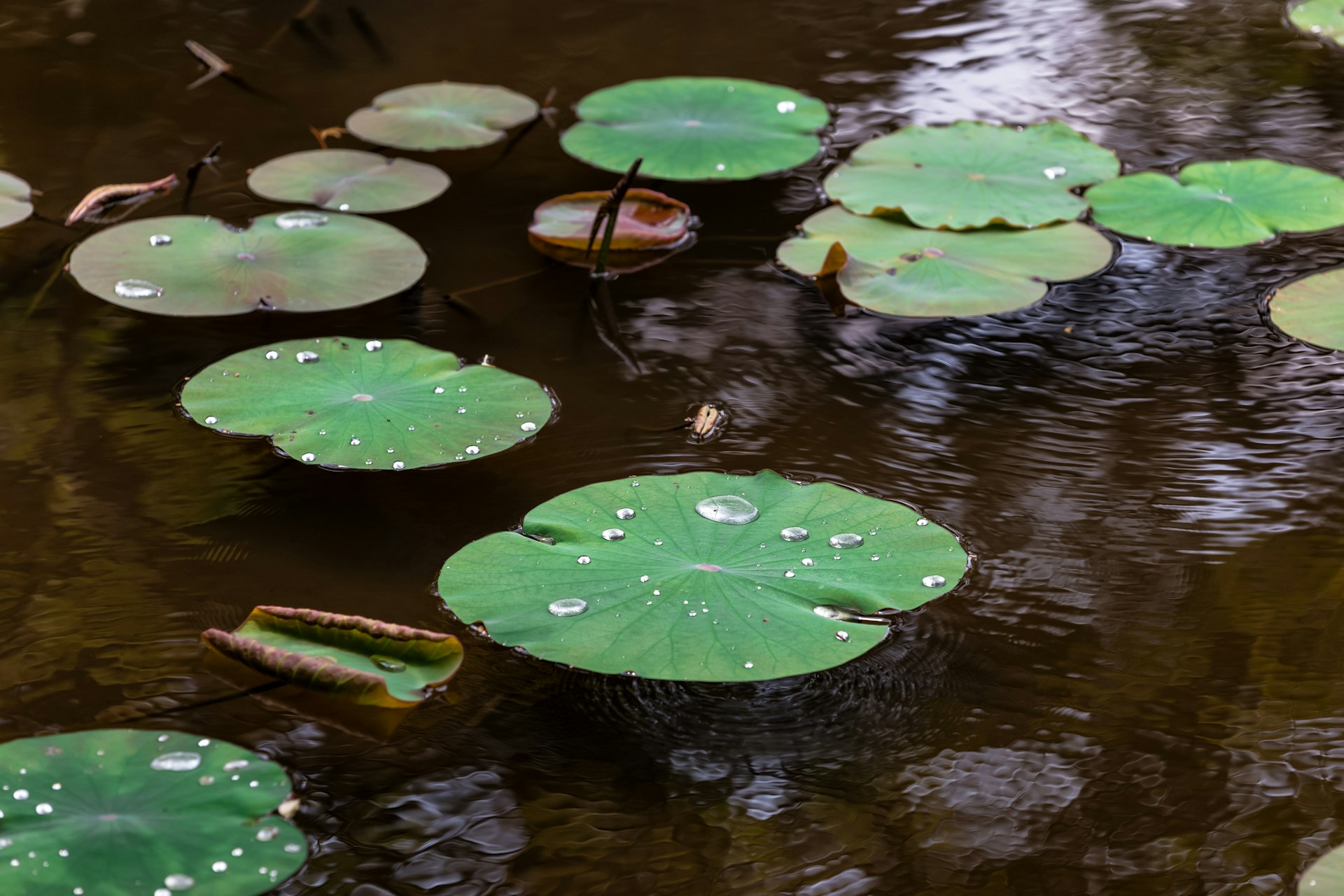 waterornamenten tuin